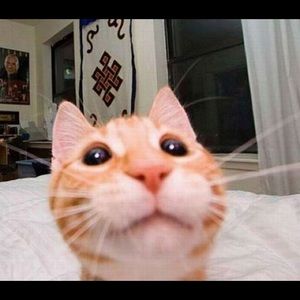 Meet your Posher, Melody